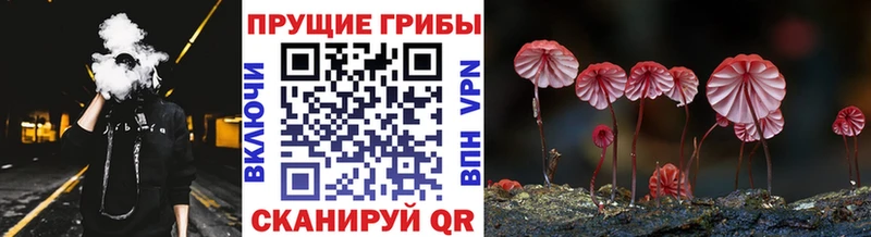 Псилоцибиновые грибы GOLDEN TEACHER  Купить где  Кирс 